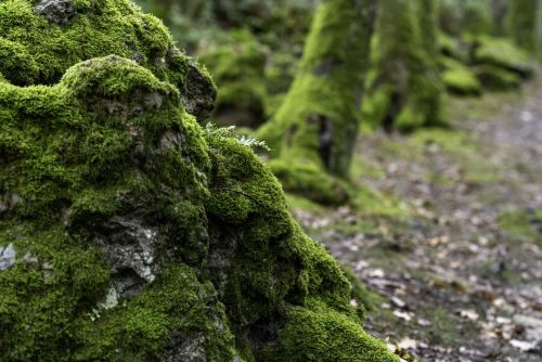 Découverte d&rsquo;une vieille forêt du piémont pyrénéen dans le Comminges